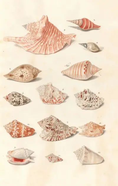 Muszle z kolekcji książąt Wirtembergii, pl. 27, Johann Gustav Hoch