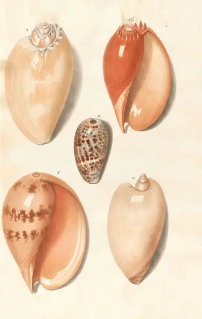 Muszle z kolekcji książąt Wirtembergii Pl.36, Johann Gustav Hoch