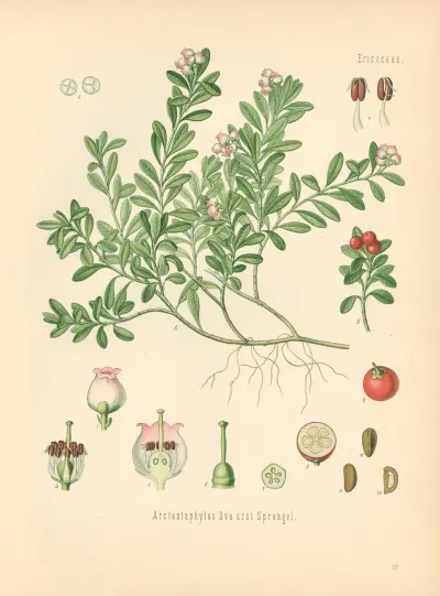 Arctostaphylos Uva av Gustav Pabst