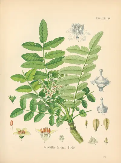 Boswellia Carterii av Gustav Pabst
