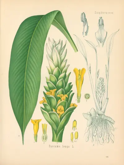 Curcuma longa av Gustav Pabst