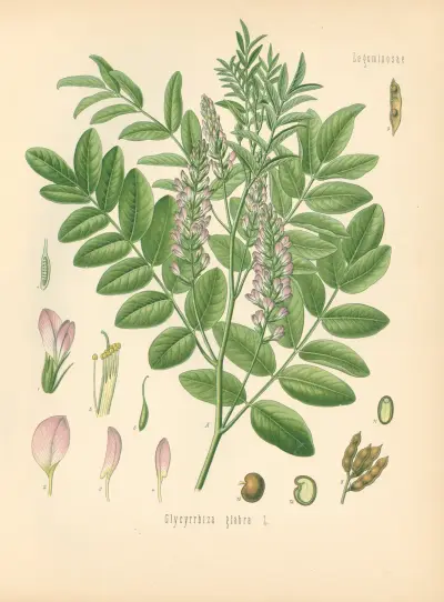 Glycyrrhiza glabra av Gustav Pabst