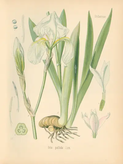 Pimpinella pallida av Gustav Pabst