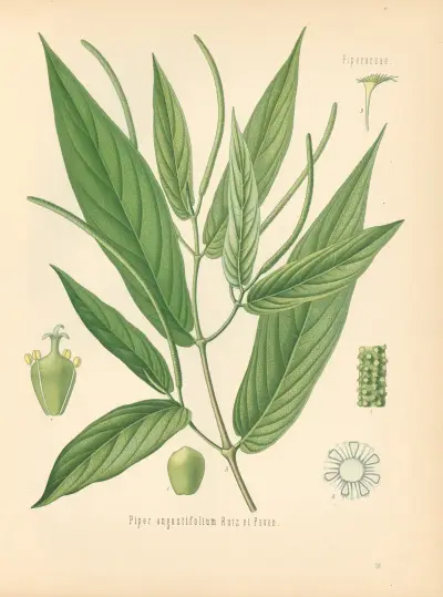 Piper angustifolium av Gustav Pabst