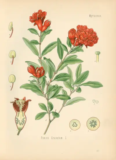 Punica granatum av Gustav Pabst