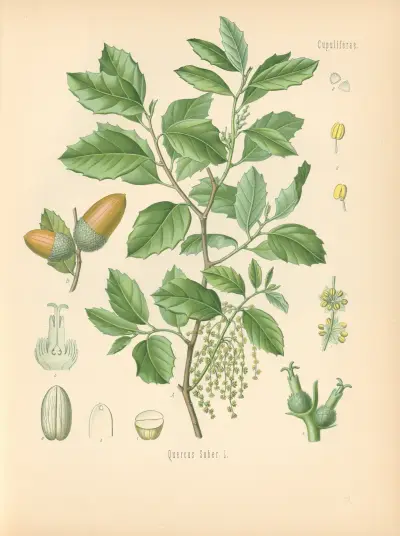Quercus Suber av Gustav Pabst