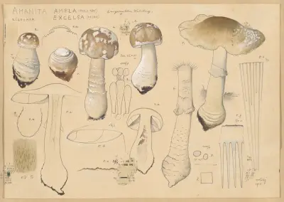 Amanita ampla (Pers. 1801), excelsa (Fries) av Hans Walty