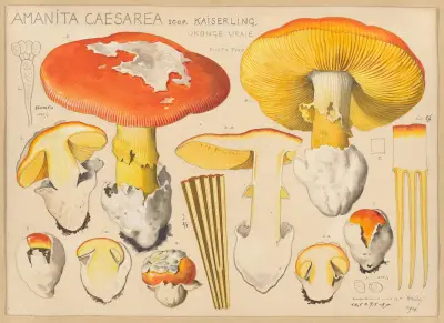 Amanita caesarea Scop. av Hans Walty