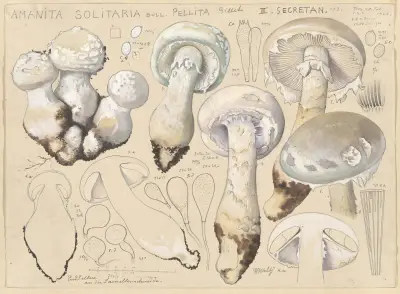 Amanita solitaria Bull., pellita Gillet, II. secretan av Hans Walty