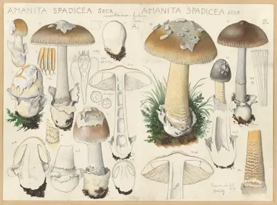 Amanita spadicea Secr. av Hans Walty