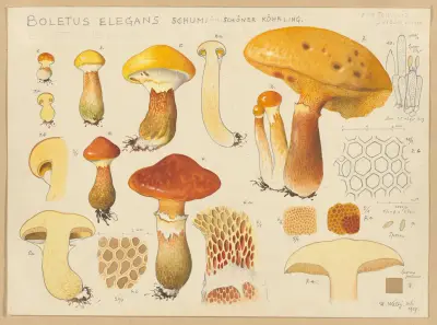 Boletus elegans Schum. av Hans Walty