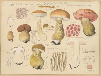Boletus felleus Bull., Thylopilus felleus Fr. av Hans Walty