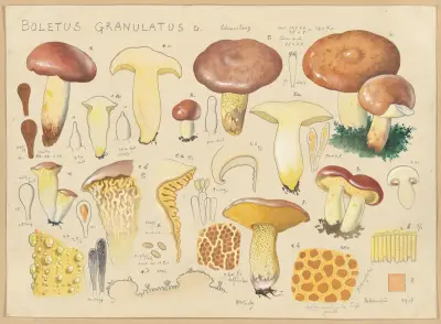 Boletus granulatus L. av Hans Walty