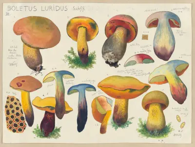 Boletus luridus Schff. 2 av Hans Walty