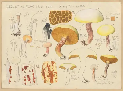 Boletus placidus Bon. B. pictilis Quélet. av Hans Walty