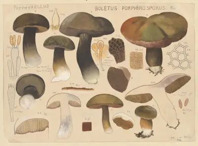 Boletus porphyrosporus Fr. av Hans Walty