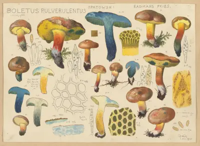 Boletus pulverulentus Opatowski radikans Fries. av Hans Walty