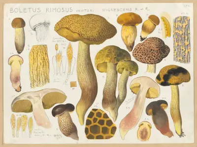 Boletus rimosus Venturi nigrescens R et. R av Hans Walty