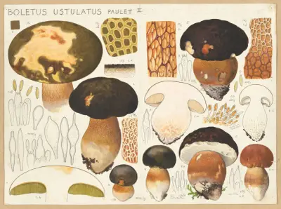 Boletus ustulatus Paulet. av Hans Walty