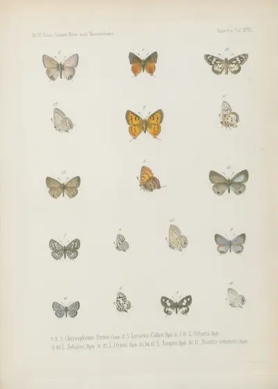 1.2. Erebia Panda, Bsdvl. 3.4. Mycalesis Eusirus 5.6. M. Evenus 7_9. Dipsas Antalus 10.11. Jolaus Orejus 12_14. J. Caeculus von Wilhelm Karl Hartwich Peters