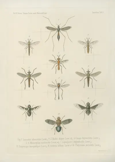 1.2. Spirostreptus gigas 3. Sp. flavifilis 4. Sp. semilumaris 5. Sp. stylifer 6. Sp. ornatus 7. Sp. dimidiatus 8. Spirobolus crassicollis 9. Sp. luchrosus 10. Julus sabulosus, L. von Wilhelm Karl Hartwich Peters