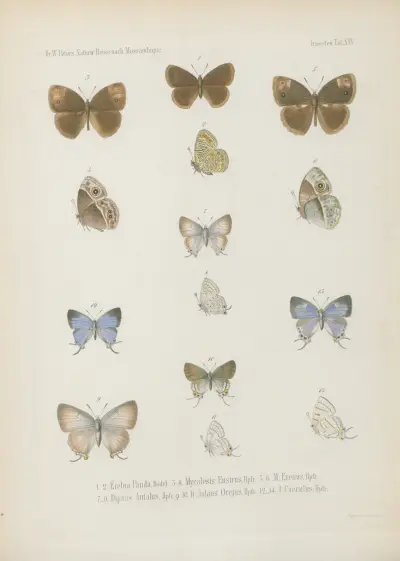 1_4. Acraea Petraea, Bsdvl. 5_8. A. Oncaea 9.10. Neptis Marpessa 11_14. Harma Theobene, Doubl. von Wilhelm Karl Hartwich Peters