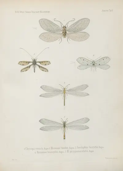 1–8. Termes dirus 9–17. T. trinervius 18.–21. T. Mossambicus 22. T. incertus von Wilhelm Karl Hartwich Peters
