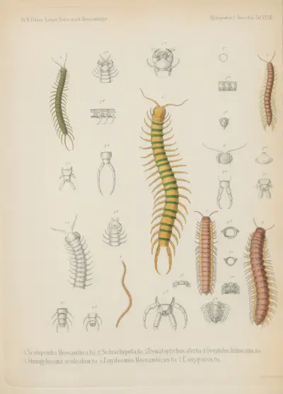1. Aenictus fuscovarius 2. Anomma molesta 3. Ponera cribrinodis 4. P. laeviuscula 5. P. crassicornis 6. Hoplomyrmus schistazeus 7. Formica longipes 8. Carebara colossus 9. Heptacondylus eumenoides 10. Crematogaster tricolor 11. Bracon flagrator 12. B. flavoguttatus. G. 13. B. jocosus 14. Agathis tricolor 15. Chelonus Tettensis von Wilhelm Karl Hartwich Peters
