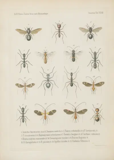 1. Chlorion fulvipes 2. C. subcyaneum 3. Pompilus irpex 4.5. Mutilla Guineensis, Fabr. mas. fem. 6. M. aestuans 7. M. Tettensis 8. M. bilunata 9. Meria semirufa 10. Myzine cingulata 11. Scolia pardalina 12.13. S. mansueta mas. fem. 14. Dorylus badius 15. D. diadema von Wilhelm Karl Hartwich Peters
