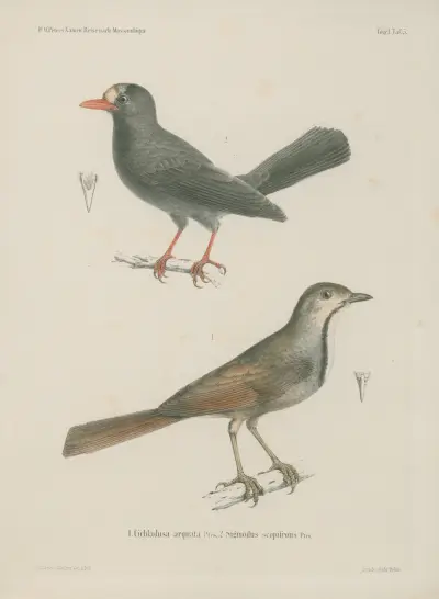 1. Cichladusa arquata. 2. Sigmodus scopifrons von Wilhelm Karl Hartwich Peters
