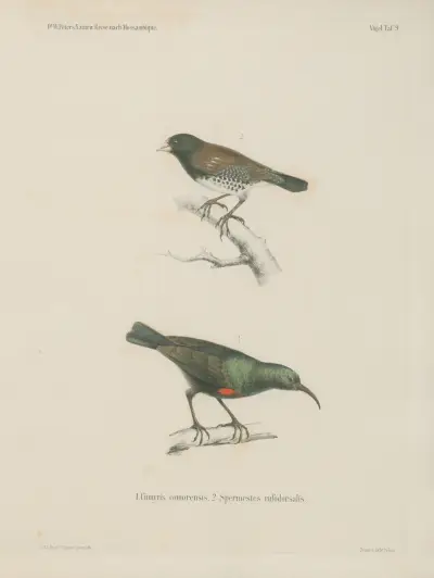 1. Cinnyris comorensis. 2. Spermestes rufodorsalis von Wilhelm Karl Hartwich Peters