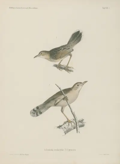 1. Cisticola isodactyla. 2. C. procera. von Wilhelm Karl Hartwich Peters