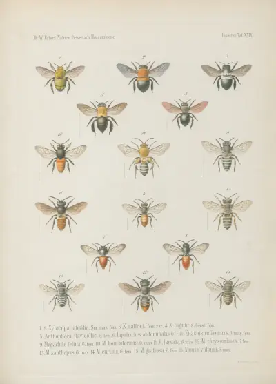 1. Crocota unicolor 2. Aletis Libyssa 3. Nyctemera Leuconoe 4.5. Lacipa gracilis 6.7. Diaphone Sylviana, Stoll Var. mossambicensis. 8. Aganais Aphidas 9. Acontia discoidea 10.11. Spirama Pyrula 12. Ophiodes tettensis von Wilhelm Karl Hartwich Peters