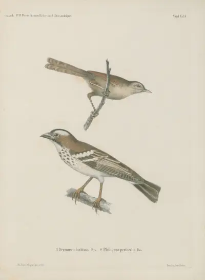 1. Drymoeca bivittata 2. Plulagrus pectoralis von Wilhelm Karl Hartwich Peters