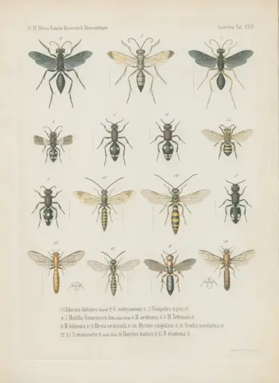 1. Eumenes longirostris 2. E. phthisica 3. E. sanguinolenta 4. Rhynchium histrionicum 5. R. pulchellum 6. R. luctuosum 7. Belonogaster lateritius 8. B. elegans 9. Icaria nobilis 10. I. tomentosa 11. Philanthus stygius 12. Cerceris pictiventris 13. Lyrops quadricolor 14. L. fluctuata 15. Ammophila lugubris von Wilhelm Karl Hartwich Peters