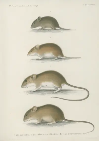 1. Mus microdon. 2. Mus arborarius. 3. Steatomys Krebsii. 4. Saccostomus fuscus von Wilhelm Karl Hartwich Peters
