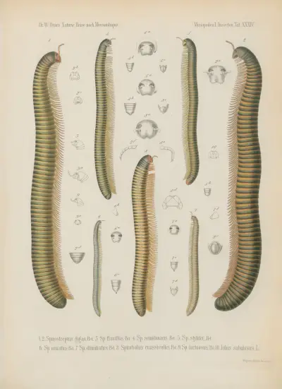 1. Scolopendra Mossambica 2. Sc. brachypoda 3. Trematoptychus afer 4. Geophilus bilineatus 5. Strongylosoma aculeatum 6. Eurydesmus Mossambicus 7. E. oxygonus von Wilhelm Karl Hartwich Peters