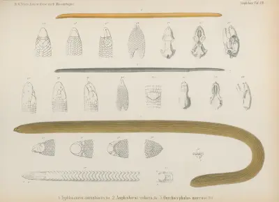 1. Typhlosaurus aurantiacus, 2. Amphisbaena violacea, 3. Onychocephalus mucruso von Wilhelm Karl Hartwich Peters