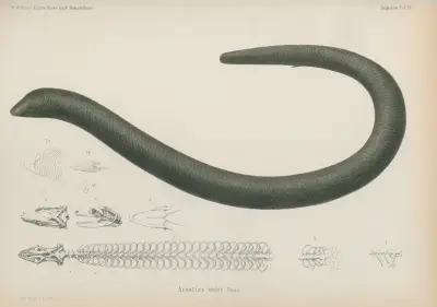 Acontias niger von Wilhelm Karl Hartwich Peters