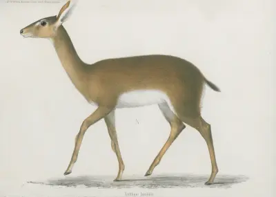 Antilope hastata von Wilhelm Karl Hartwich Peters