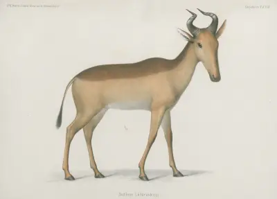 Antilope Lichtenseinii von Wilhelm Karl Hartwich Peters