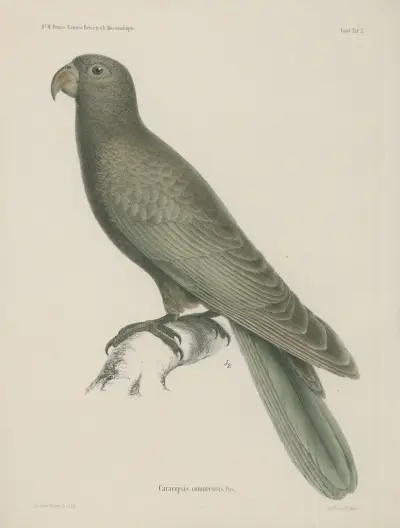 Caracopsis comorensis von Wilhelm Karl Hartwich Peters