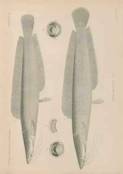 Clarias mossambicus von Wilhelm Karl Hartwich Peters