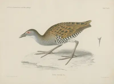 Crex egregia von Wilhelm Karl Hartwich Peters