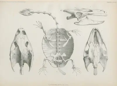 Cycloderma frenatum, 1852 – Nr. 2 von Wilhelm Karl Hartwich Peters