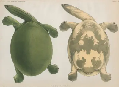 Cycloderma frenatum, 1852 – Nr. 1 von Wilhelm Karl Hartwich Peters