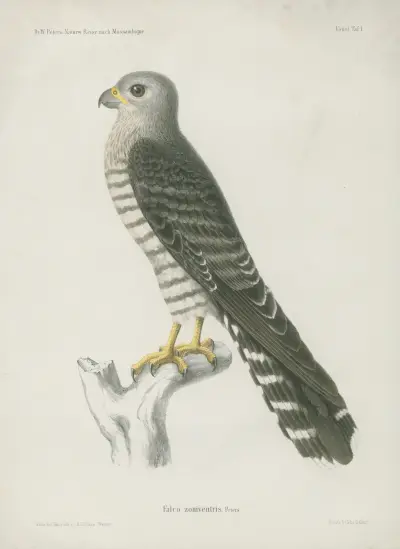 Falco zoniventris von Wilhelm Karl Hartwich Peters