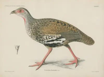 Francolinus Humboldtii von Wilhelm Karl Hartwich Peters