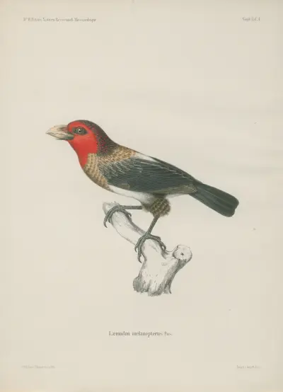 Laemodon melanopterus von Wilhelm Karl Hartwich Peters
