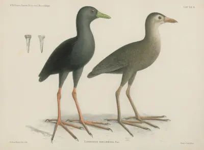 Limnocorax mossambicus von Wilhelm Karl Hartwich Peters